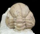 Bargain Enrolled Kainops Trilobite From Oklahoma #45423-1